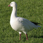 Note: round head and short bill (with smaller Note: round head and short bill (with smaller